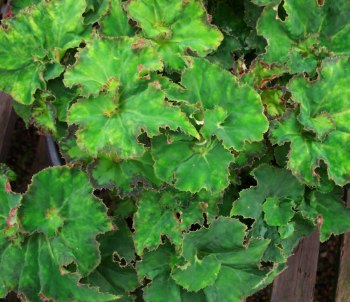 B. ‘Sphinx’